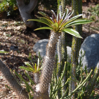 Pachypodium lamerei Madagascar Palm - Madagascar Palm