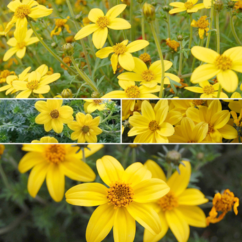 Multiple Varieties - Bidens - Bearded Beggarticks