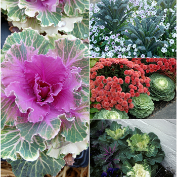 Multiple Varieties - Flowering Kale