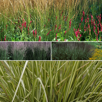 Multiple Varieties - Calamagrostis - Reed Grass
