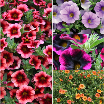 Calibrachoa - Million Bells - Superbells® Series