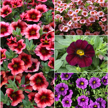 Mulitple Varieties - Calibrachoa - Million Bells