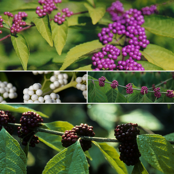 Multiple Varieties - Callicarpa - Beautyberry