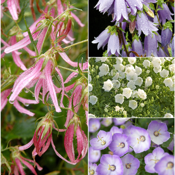 Perennial - Campanula - Bellflower