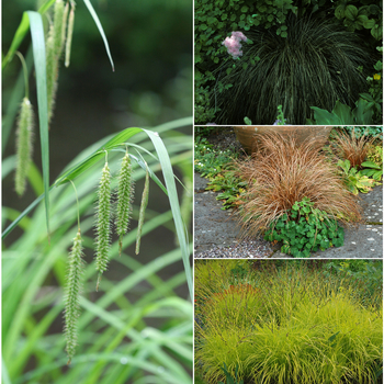 Multiple Varieties - Carex - Sedge