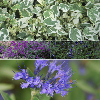 Multiple Varieties - Caryopteris - Blue Mist Shrub