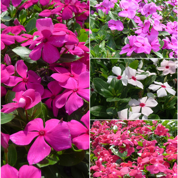 Catharanthus roseus 'Cora Mix' - Annual Vinca; Periwinkle