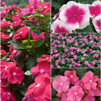 Nirvana® Series - Annual Vinca; Periwinkle 