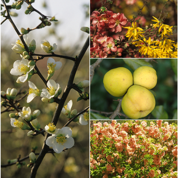 Flowering Quince - Chaenomeles 