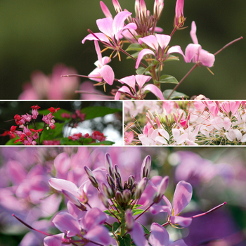 Multiple Varieties - Cleome - Spider Flower