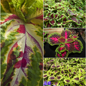 Kong™ Series - Coleus