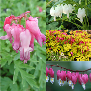 Multiple Varieties - Dicentra - Bleeding Heart