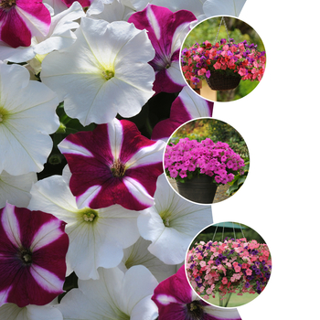 Easy Wave® Series - Petunia