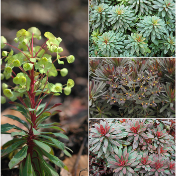Euphorbia 'Multiple Varieties' - Spurge