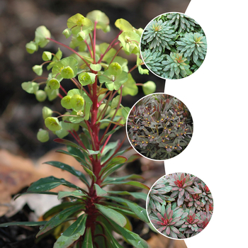 Euphorbia - Spurge