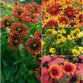 Blanket Flower - Gaillardia 