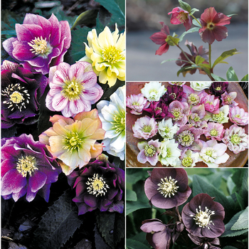 Multiple Varieties - Helleborus - Lenten Rose