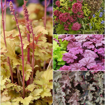 Coral Bells - Heuchera 