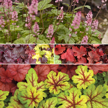 Multiple Varieties - Heucherella - Foamy Bells