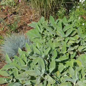 Stachys byzantina - Lambs' Ears