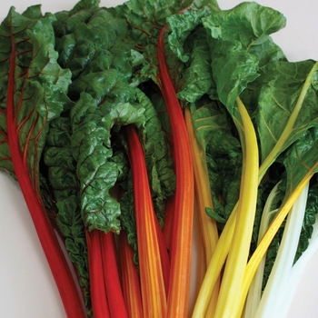  Swiss Chard - Celebration 