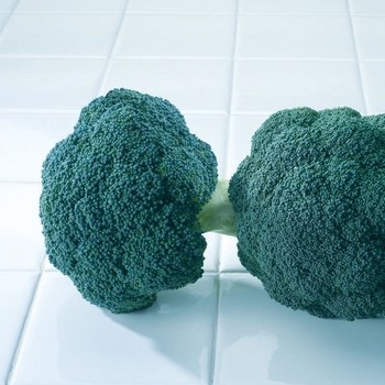  Broccoli - Destiny F1 
