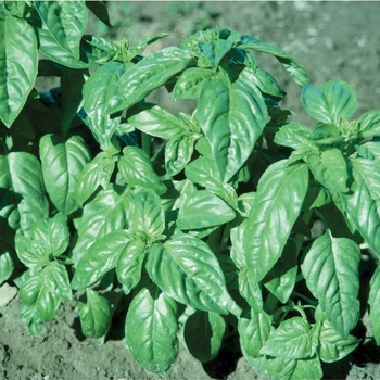 Italian Large Leaf Basil - Italian Large Leaf