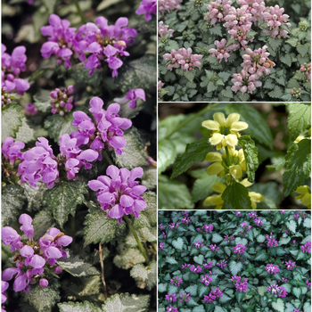 Deadnettle - Lamium