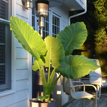 Alocasia macrorrhiza - Elephant's Ear Green