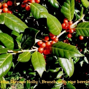 Ilex x 'Nellie Stevens' - Nellie R. Stevens Holly