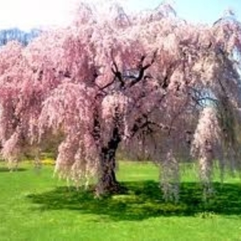 Prunus subhirtella 'Pendula' - Weeping Higan Cherry