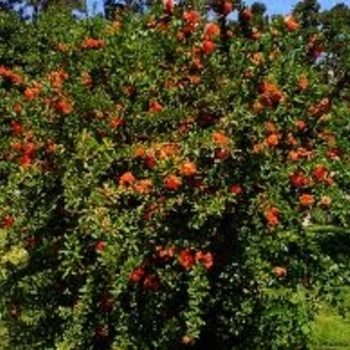 Punica granatum - Pomegranate