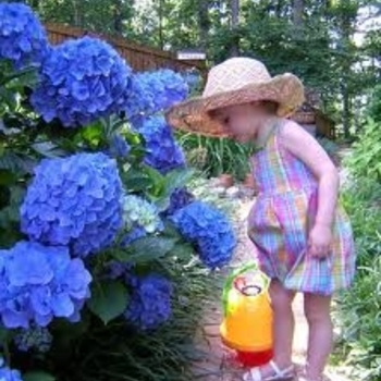 Hydrangea macrophylla 'Nikko Blue' - Nikko Blue Hydrangea