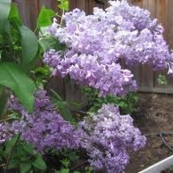 Syringa vulgaris - Lilac
