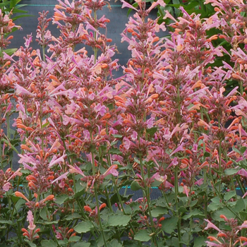 Agastache 'Kudos™ Ambrosia' - Dwarf hummingbird mint