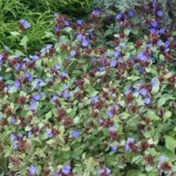 Ceratostigma plumbaginoides - Plumbago