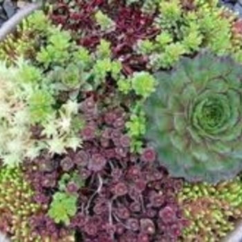 Creeping Sedum varieties - Stonecrop