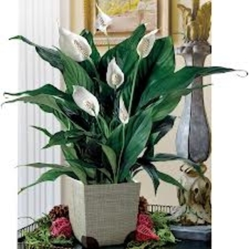 Spathiphyllum - Peace Lily