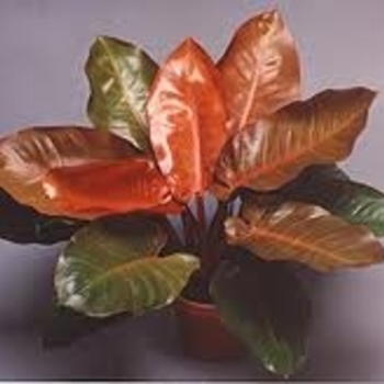 Philodendron 'Prince of Orange' - Prince of Orange