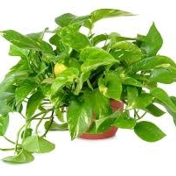 Epipremnum aureum - Pothos