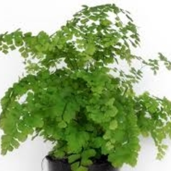 Fern - Maidenhair Ferns