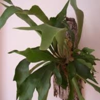 Fern - Staghorn Ferns