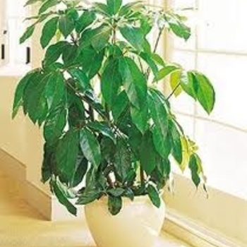 Schefflera - Umbrella Plant