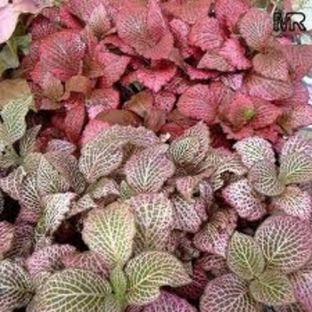 Fittonia verschaffeltii - Nerve Plant