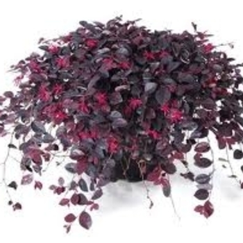 Loropetalum chinensis 'Shang-lo' - Purple Pixie® Loropetalum