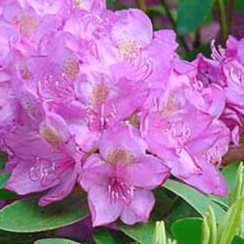 Rhododendron 'Roseum Elegans' - Roseum Elegans Rhododendron