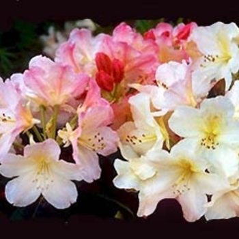 Rhododendron hybrid 'Percy Wiseman' - Percy Wiseman Rhododendron