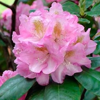 Rhododendron 'Scintillation' - Scintillation Rhododendron