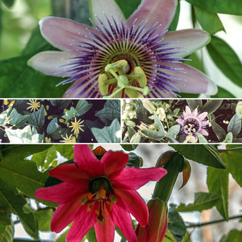 Passiflora serratifolia 'Multiple Varieties' - Passion Flower