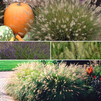 Pennisetum 'Multiple Varieties' - Grass-Ornamental